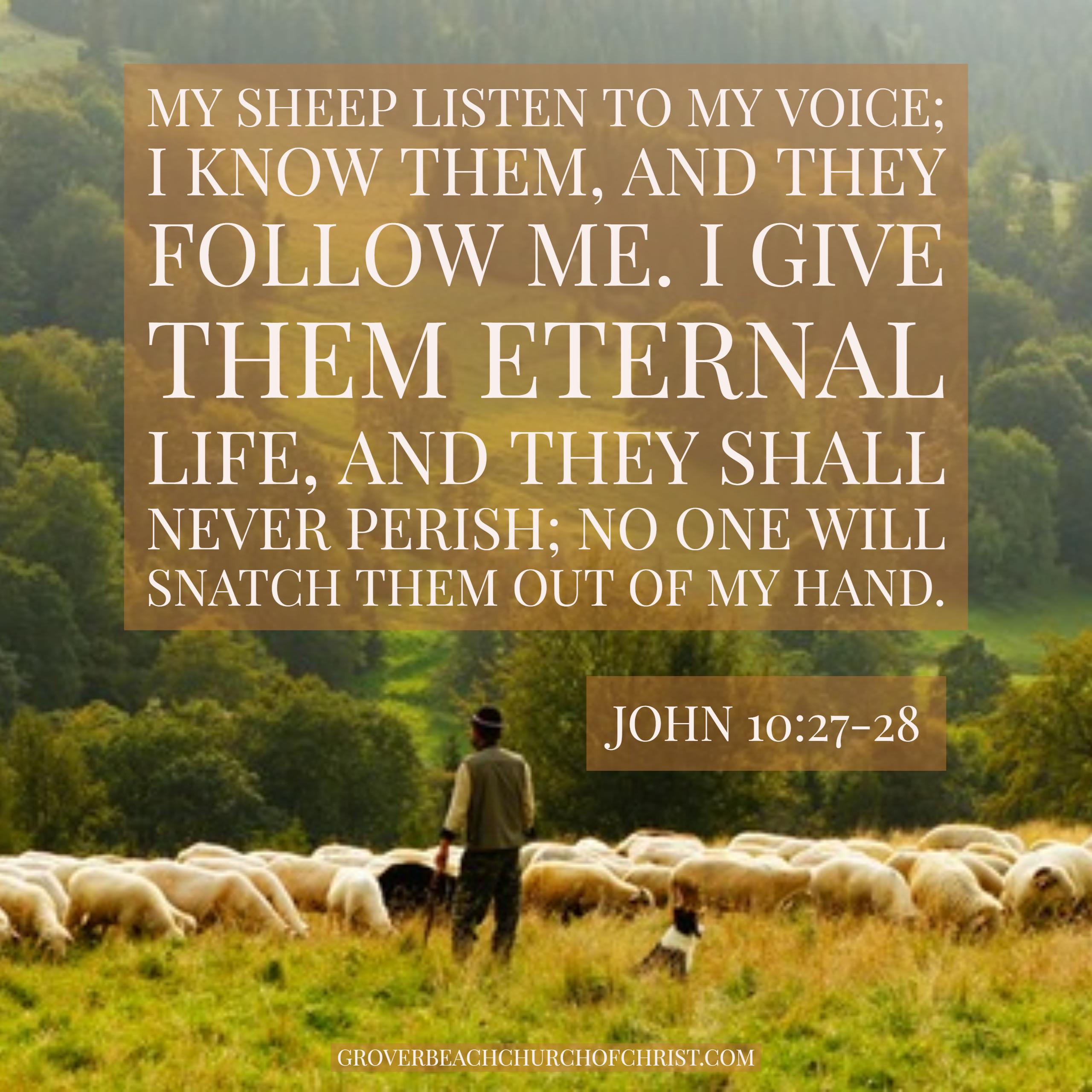 john-10:27-28-my-sheep-listen-to-my-voice