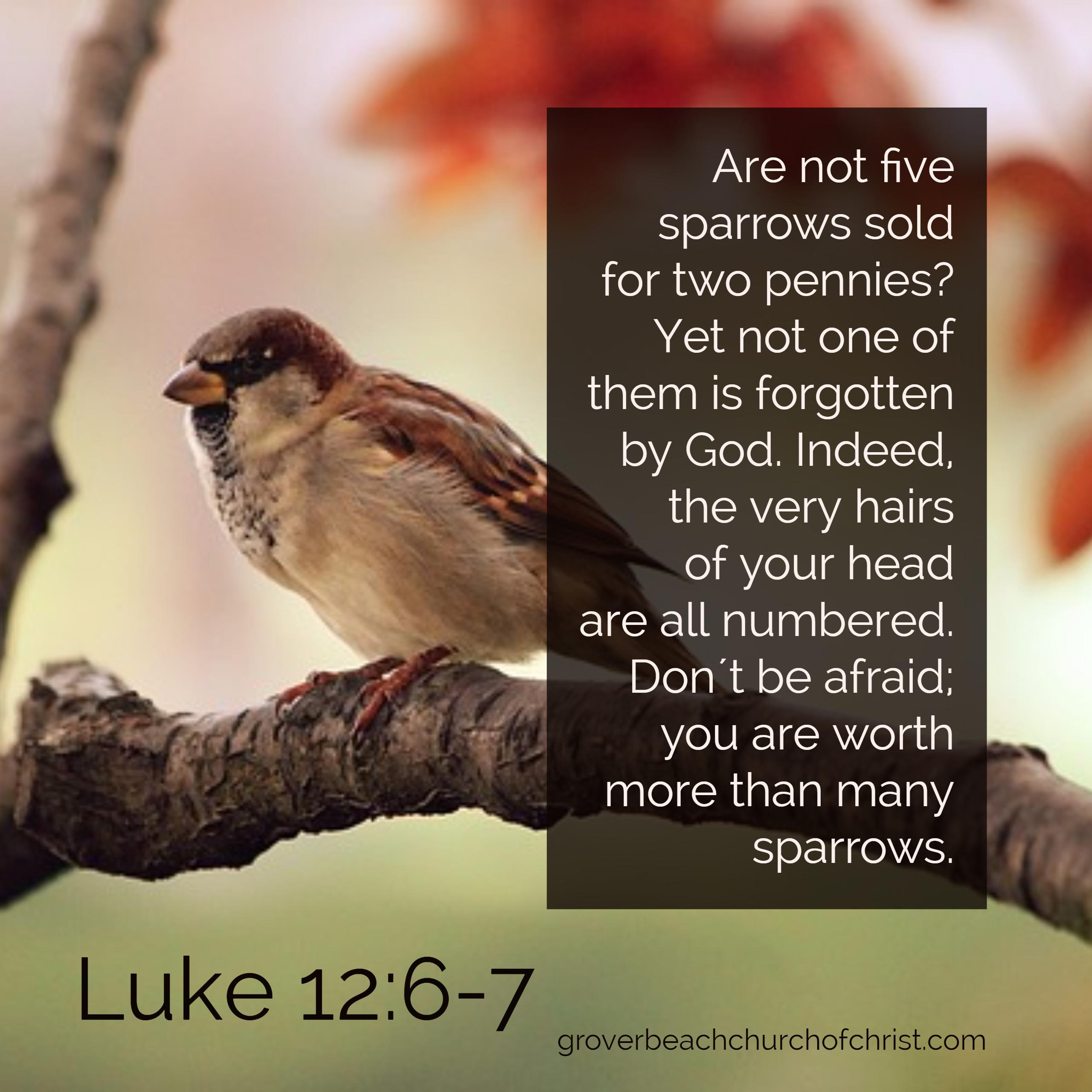 Luke 12:6-7 Are not 5 sparrows